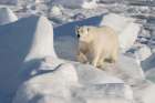 Norway, Svalbard. Male polar bear walking across pack ice in Arctic Ocean. Art Print